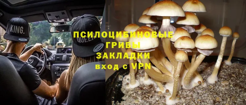 Псилоцибиновые грибы MAGIC MUSHROOMS  Северодвинск 